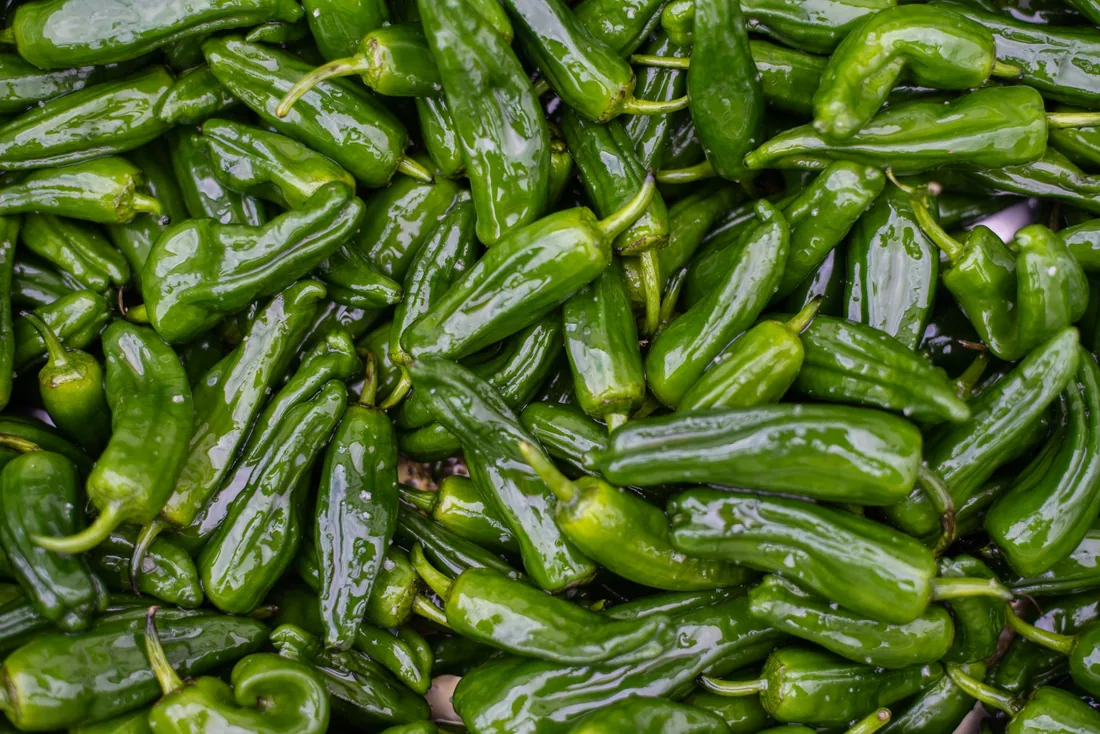 Piments de Padrón préparés au braséro